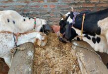 How an Immunity Booster for Cow Improves Milk Production and Overall Health Immunity Booster for Cow | Increase Milk Production & Improve Cattle Health