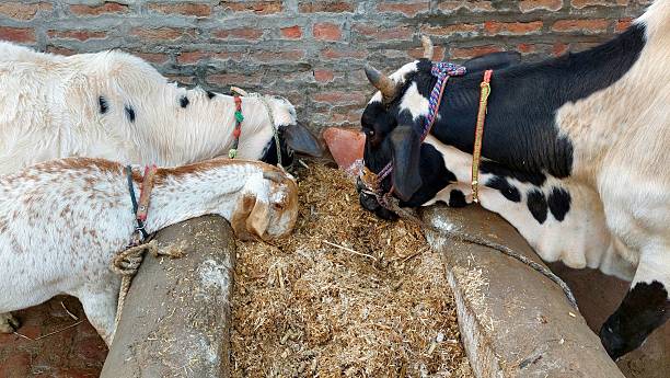 Immunity Booster for Cow | Increase Milk Production & Improve Cattle Health